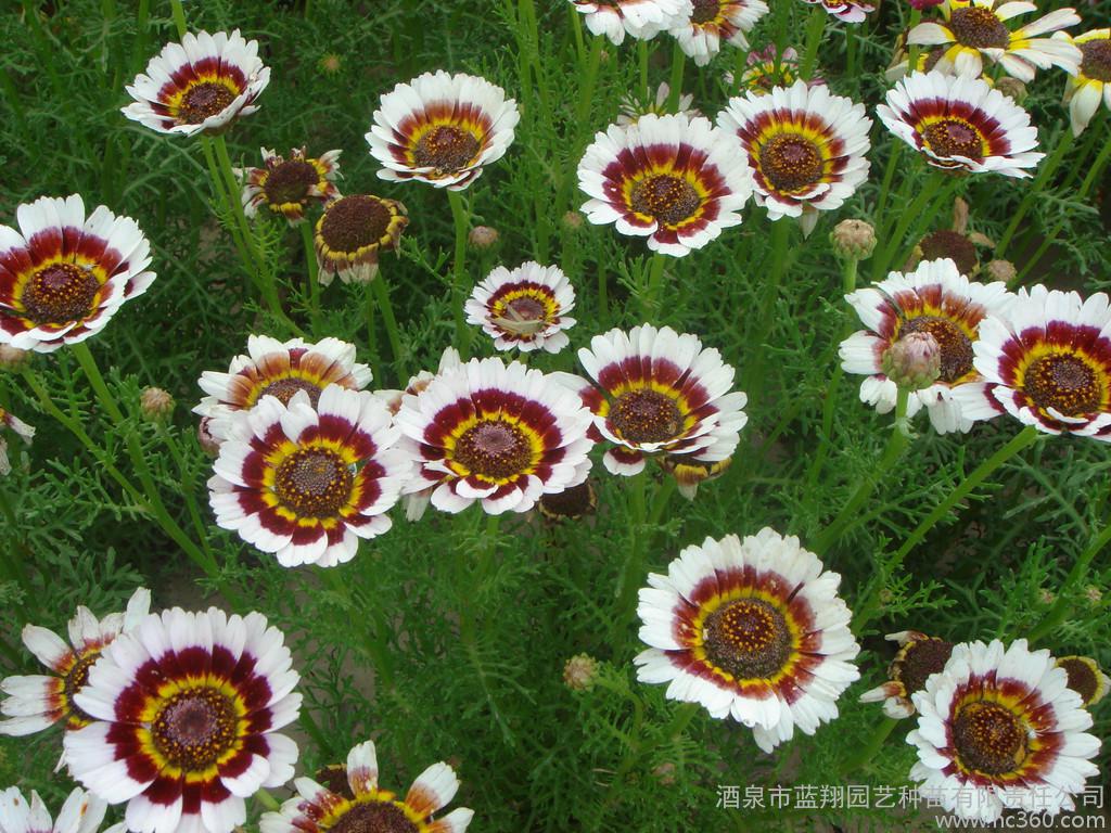 花环菊