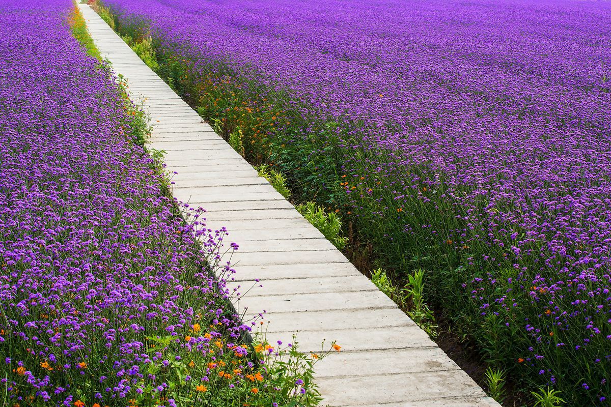 柳叶马鞭草