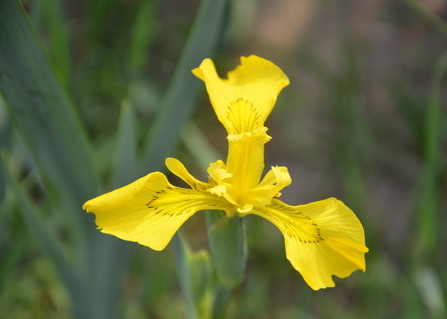 黄花鸢尾