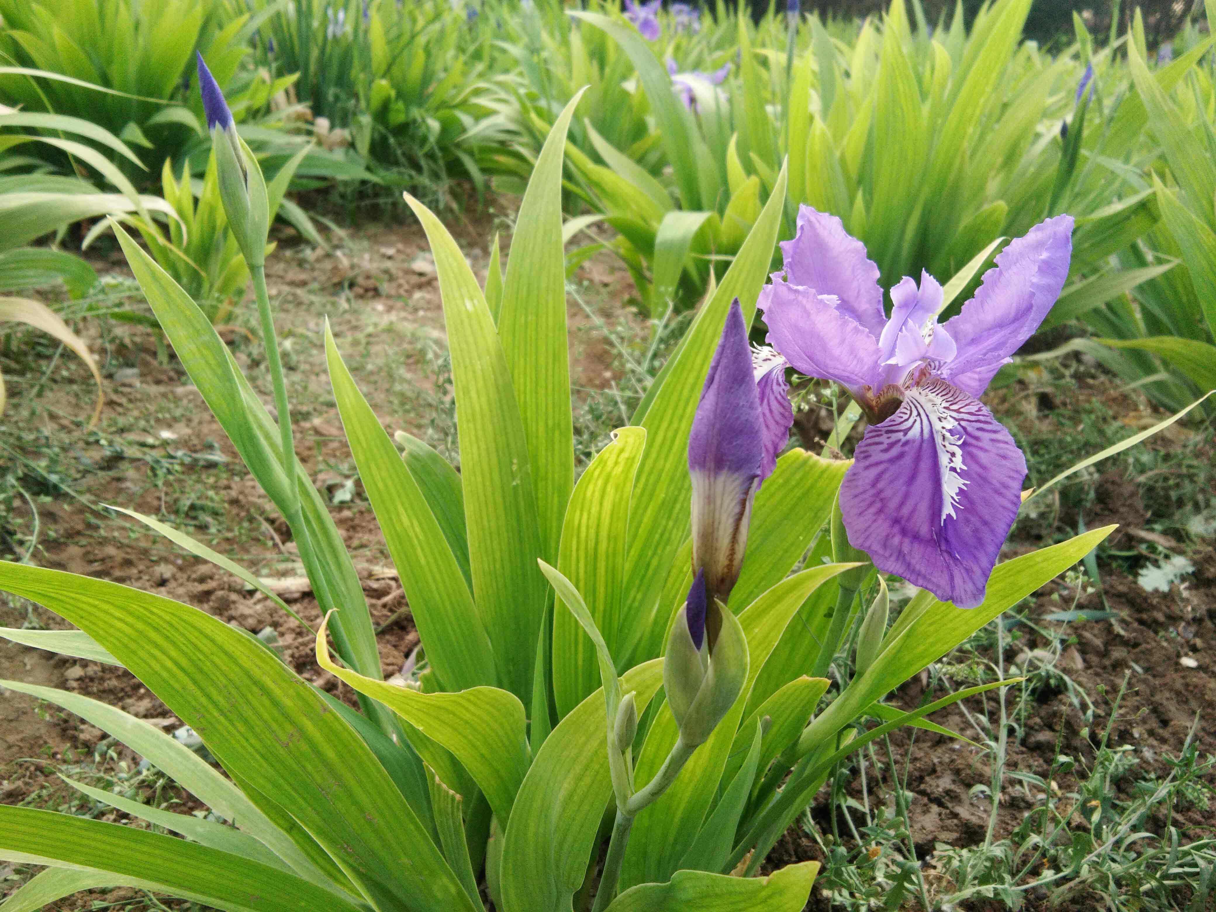 蓝花鸢尾